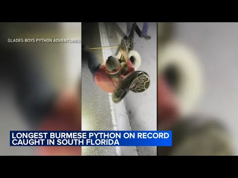 Florida Man Catches 19 Foot Python 97 9 Wrmf