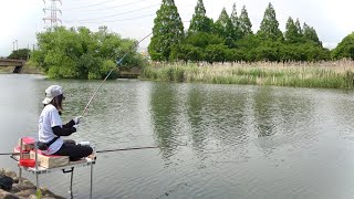 Catch the strong-pulled crucian carp of Lake Teganuma with a dobon rig! [Ohori River]