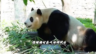 福猪猪恋上冰块萌态百出，无论谢奶爸怎么呼唤福宝都不愿意松口~#不止我一个想RUA大熊猫 #旅韩大熊猫福宝的生活状态 #福宝熊猫 #福宝日常