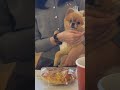 리본을 단 상남자 호두사랑 tv동물농장 pomeranian cutedog 반려견 포메