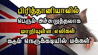 பிரித்தானியாவில் பெரும் அச்சுறுத்தலாக மாறியுள்ள எலிகள் - கடும் நெருக்கடியில் மக்கள்