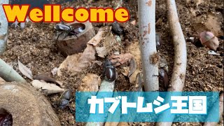 【カブトムシ】えっ？カブトムシの王国？楽園？カブトムシ小屋をリフォーム！Remodeling the beetle hut