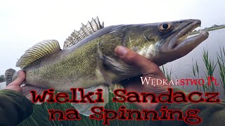 Wielki Sandacz na spinning . Szczupaki na spinning.