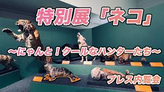 大阪市立自然史博物館 特別展「ネコ」〜にゃんと！クールなハンターたち〜 プレス内覧会