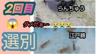 らんちゅう。オワタ😱😱　２回目選別。😭