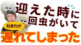 【犬のしつけ】社会化が遅れてしまった５カ月の子犬【悩み相談ライブ切り抜き】