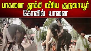 பாகனை தூக்கி வீசிய குருவாயூர் கோவில் யானை | Guruvayur temple elephant that threw away Pagan