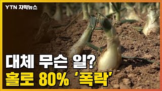 [자막뉴스] 가격 80% 폭락에 엎어버린 밭..."울화통 터져" / YTN
