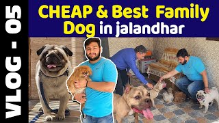 CHEAP \u0026 Best Family Dog in jalandhar {punjab} || Bob Malhotra || Pet clues I Bobs Dog Spot