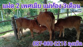 วัวแฝด 2 เพศเมีย แม่ท้อง3เดือน 087-880-2215 ลุงเป้ด