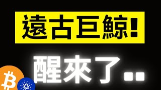 比特幣遠古巨鯨醒來了! 大事即將發生..? 鏈上大鯨魚連續瘋狂買入9天停不住! ADA下個目標0.67一旦站上不會等..