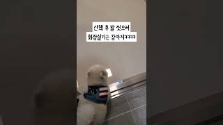 산책 후 발 씻으러 화장실부터 가는 강아지 ㅋㅋㅋㅋㅋㅋㅋㅋㅋ#shorts