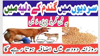 Special Wheat Dalia RECIPE to Increase Cow Buffalo MILK Production in Winter!