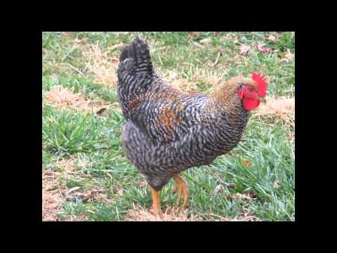 The Best Backyard Chicken Breeds The Best Backyard Chicken Breeds