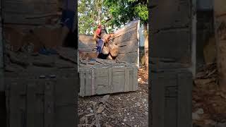 Hanya ada di Indonesia, Bongkar kayu Jati perhutani Blora P 350cm,Indonesian teak wood,wood working