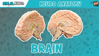 Anatomy of the Brain | Model