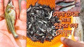 নদীর নোনা টেংরা মাছ এখন পুকুরে চাষ|নোনা টেংরা মাছের খাদ্য|নোনা টেংরা|Nona tenga fish farming