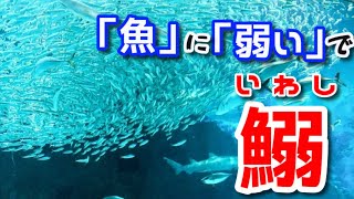 【ゆっくり解説】個々の弱さは全体でカバー！　スイミーのように群れて化けるイワシの生態