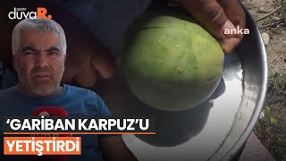 'Gariban karpuz'u yetiştirdi: 250 gram