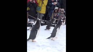 可愛すぎるペンギン雪中さんぽ