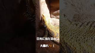 日光浴すると暴れ出す！【フトアゴヒゲトカゲ】