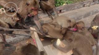 Hungry Monkeys get All-You-Can-Eat Banana Buffet / Feeding Frenzy