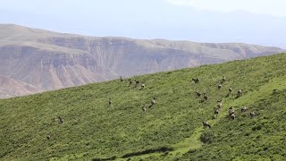 祁連山麓に広がるアカシカの放牧風景　甘粛省