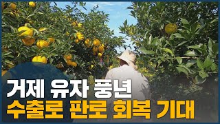 거제 유자 풍년 수출로 판로 회복 기대