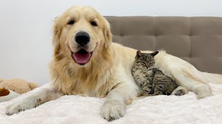 Adorable Golden Retriever Falls In Love With Tiny Kitten From Day One!