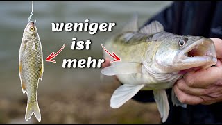 Mit Köderfisch am Fluss! Die beste \u0026 einfachste Grundmontage zum Angeln