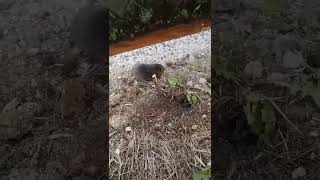 野生のもぐらが穴を掘って入る(wild mole digs a hole)