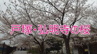 【横浜お花見】戸塚と弘明寺の桜