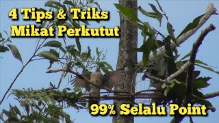 4 Tips & Triks Mikat Perkutut Cepat Point