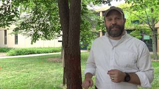 Identifying eastern redbud