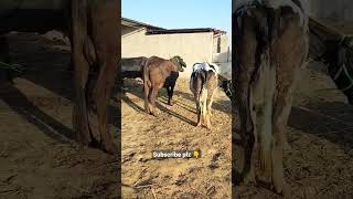 #gircrosscow morning time 🔥 #meenadairyfarm #viral #shorts #shortvideo #youtubeshorts