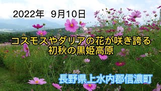 コスモスやダリアの花が咲き誇る初秋の黒姫高原　長野県上水内郡信濃町