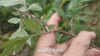 农村野生植物“止咳草”，采割回家煮水当茶喝，效果很好