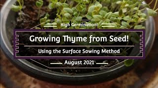 The Secret 🗝️ to Starting Thyme Seeds 🌿 (Higher Germination Rate!)