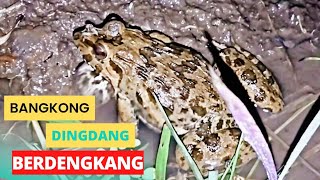 Download Lagu Marsh frog sound Suara kodok sawah... MP3 Gratis