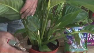 How To Grow A Peace Lilly