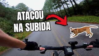 SOBRE VERGONHA E CACHORRO SEM-VERGONHA 🚴🐕  EVOLUA NO CICLISMO E NA VIDA | MTB SERIES