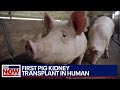 Medical Miracle: First pig kidney transplant in human | LiveNOW from FOX