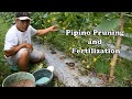 Pipino Pruning and Fertilization || By: Tata Johnny's TV || Vlog #16