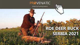 Great Roe deer buck hunting in Serbia 2021 -  huntingnews.today