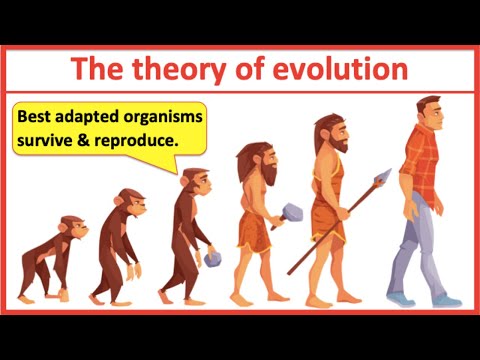 What is an example of evolutionary theory?