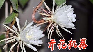 【養養養花花花】曇花開花機器，冬季應該這樣去養