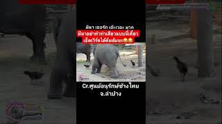 มีนาอย่าเล่นเสียวแบบนี้เดี๋ยวมีต้มส้มพี่เอ็ดเวิร์ด😂🐘 #มีนา\u0026เอ็ดเวิร์ด  #babyelephant