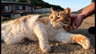 綺麗な海の前で出逢った４人の猫島の島猫をナデナデ＆モフモフ