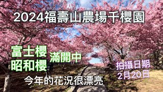 #福壽山農場#千櫻園#2024年# 2月20日#富士櫻#昭和￼櫻#櫻花滿開中