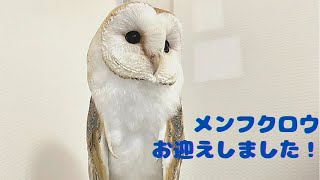 メンフクロウお迎えしました！